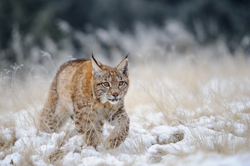 Eurasian lynx cub walking on snow with high yellow grass on background. Cold winter season. Freezy weather. Eurasian lynx cub walking on snow with high yellow grass on background. Cold winter season. Freezy weather.