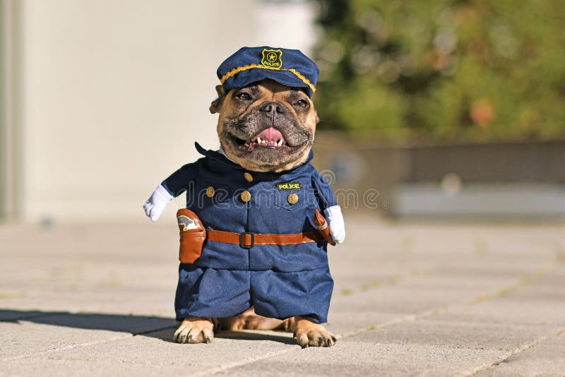 Cachorro francês engraçado usando fantasia de policial com braços falsos