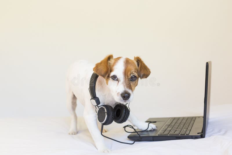 Cachorro jovem e bonito trabalhando em laptop e ouvindo música com fones de ouvido. Assento na cama. Animais de estima??o dentro foto de stock Cachorro jovem e bonito trabalhando em laptop e ouvindo música com fones de ouvido. Assento na cama. Animais de estima??o dentro foto de stock
