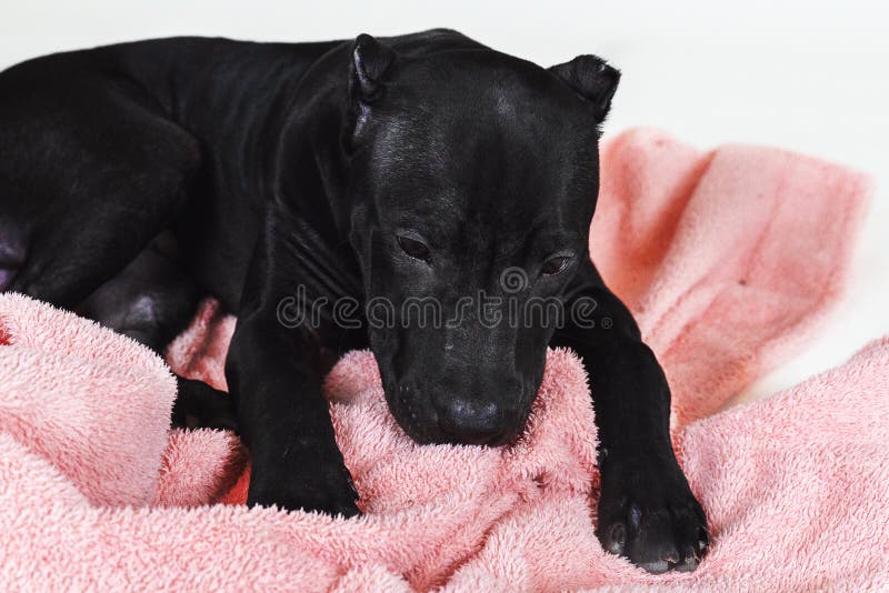 3 280 americano da do pitbull retrato terrier fotos fotos de stock gratuitas e fotos royalty free dreamstime