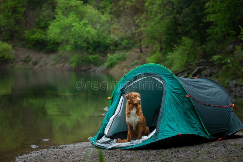 Cachorro numa tenda na chuva Nova Escócia Duck Tolling Retriever no acampamento Pet Travel fotos de stock Cachorro numa tenda na chuva Nova Escócia Duck Tolling Retriever no acampamento Pet Travel fotos de stock