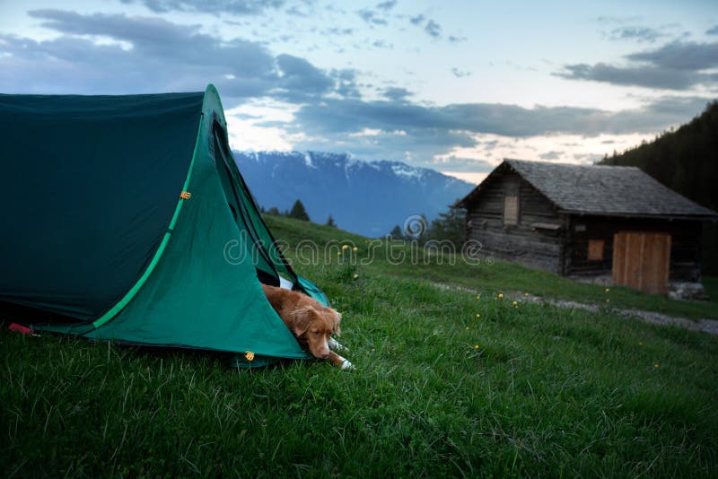 Cachorro numa tenda sobre a natureza Acampamento com um animal de estimação Nova Escócia Duck Tolling Retriever em viagem imagens de stock Cachorro numa tenda sobre a natureza Acampamento com um animal de estimação Nova Escócia Duck Tolling Retriever em viagem imagens de stock