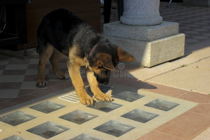 German Shepherd puppy looking through a glass tile at what is happening underneath her in the cellar of the house. German Shepherd puppy looking through a glass tile at what is happening underneath her in the cellar of the house