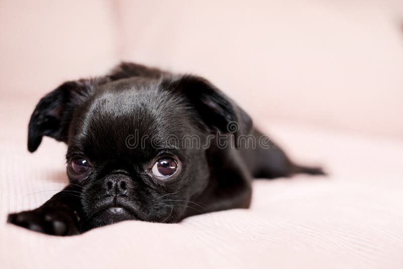 O Perfil Triste Do Olho De Um Cão Preto Pequeno Foto de Stock