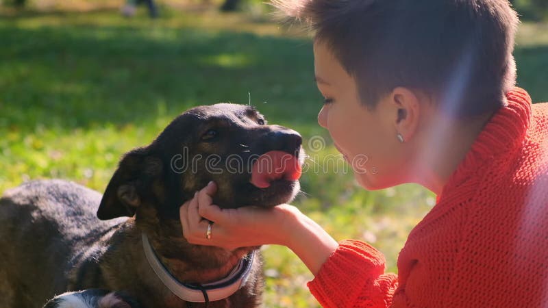 Cachorro viciado lamber o rosto da amante