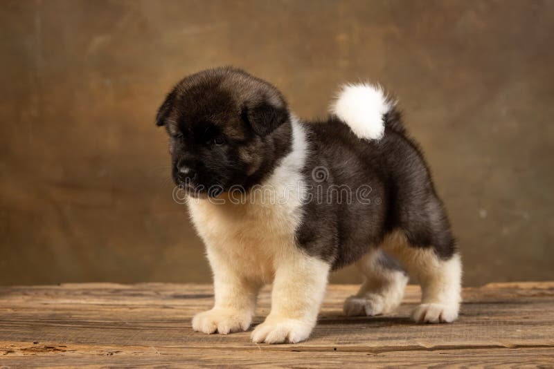 Cachorros de akita estadounidense con un fondo uniforme. Akita americano cachorros sobre un fondo uniforme en el estudio
