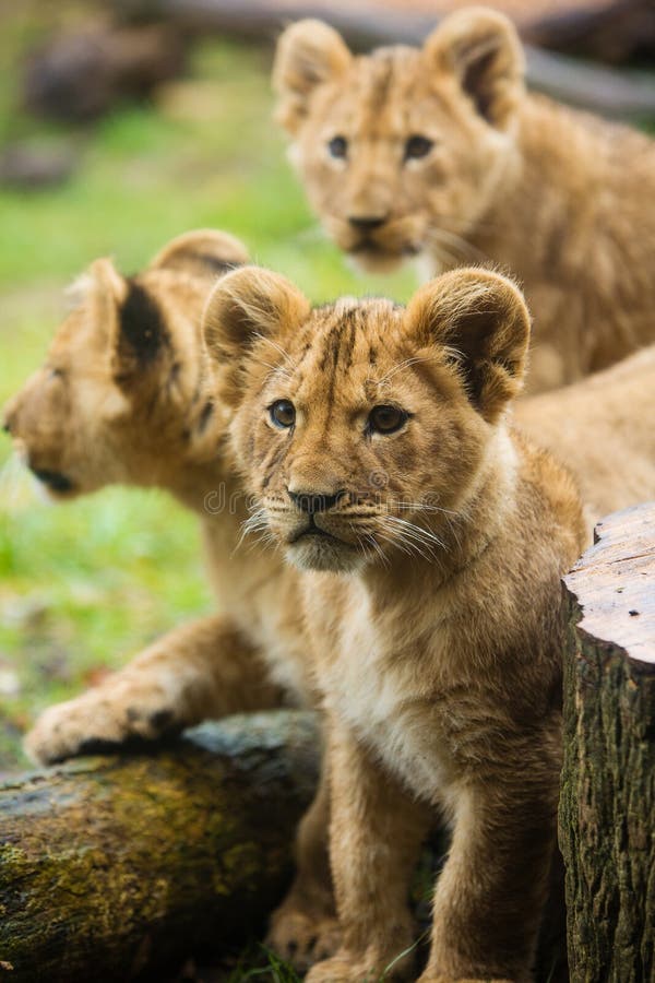 A litter of adorable lion cubs. A litter of adorable lion cubs