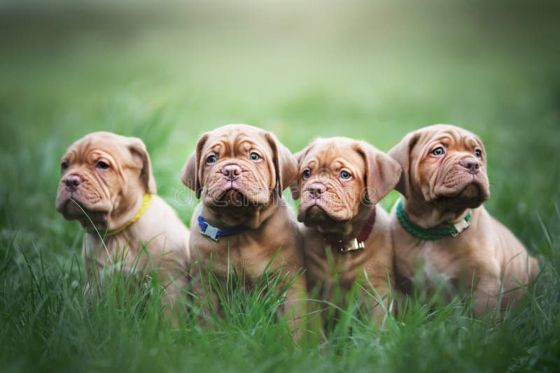 Cachorros dogue imagenes de archivo Cachorros dogue imagenes de archivo