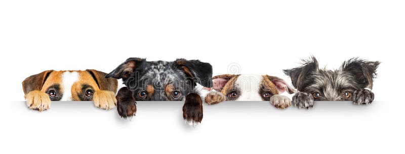 Cachorros espiando olhos e patas sobre banner branco da Web