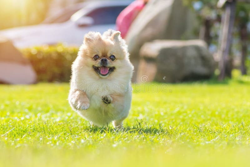 Cachorros Fofinhos