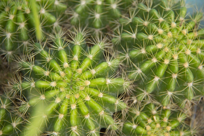Cactaceae för kaktusväxtfamilj fotografering för bildbyråer Cactaceae för kaktusväxtfamilj fotografering för bildbyråer
