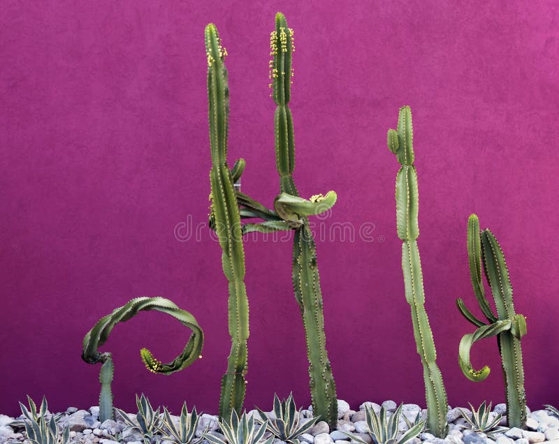 1,080 Colored Cactus Plants Stock Photos Free & RoyaltyFree Stock