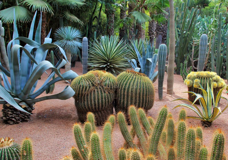 Cacti in Botanical Garden Jardin Majorelle in Marrakesh, Morocco Stock ...