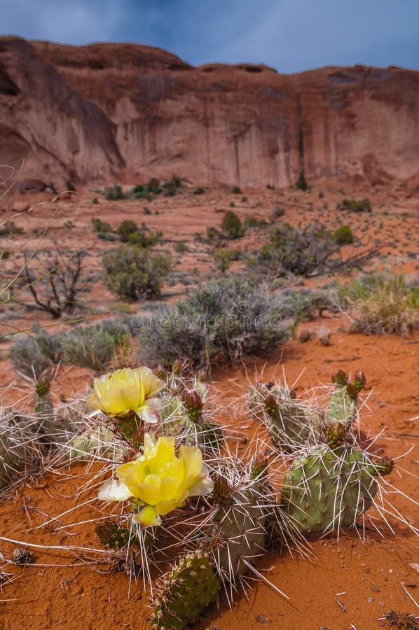 Cacti in the Canyon stock image. Image of agave, stem 31479083