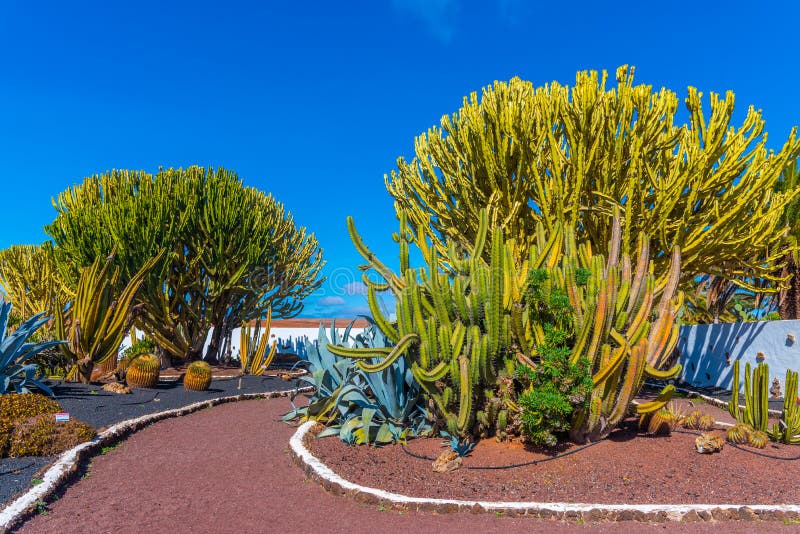 Cacti Garden at Museum of Majorero Cheese at Fuerteventura, Canary Islands, Spain Stock Image - Image of antigua, spanish: 214687503