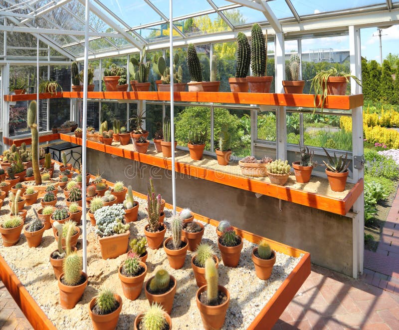 Cacti in the greenhouse stock photo. Image of species 171365156