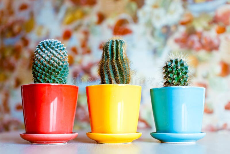 Cacti in pots at home stock image. Image of botanical - 106387483