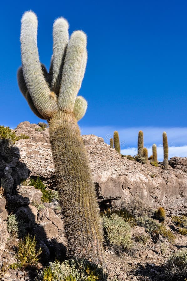 Cacti in Salar De Uyuni, Bolivia Stock Image Image of landscape, salt
