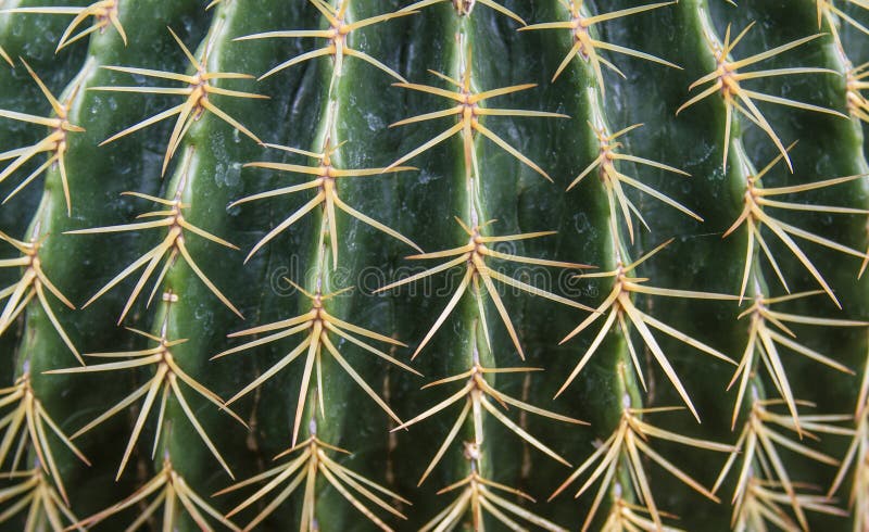 Cacti Spines