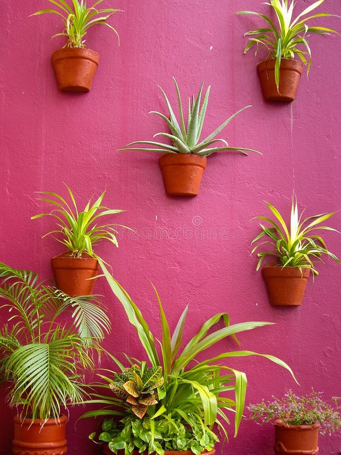 Cacti Wall