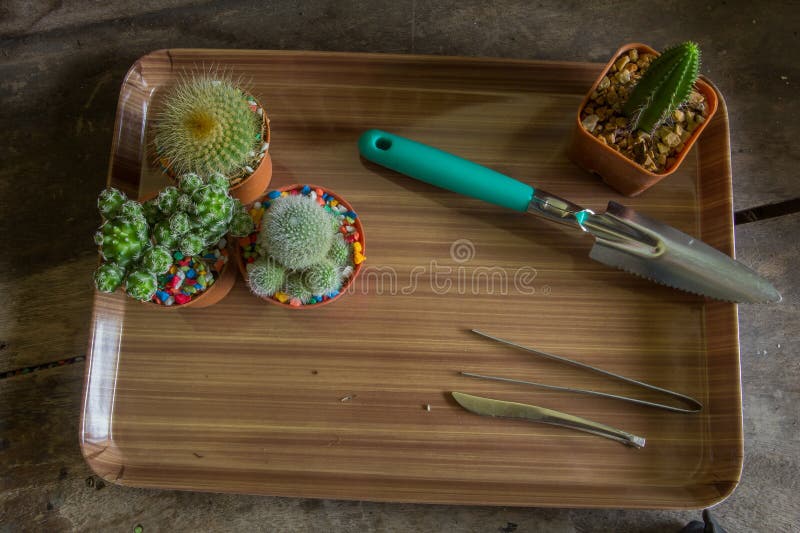 Download Cacto foto de stock. Imagem de decoração, bonito, flor - 80102340