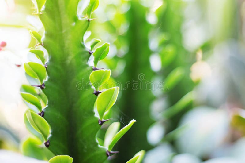 Cacto com folhas verdes foto de stock. Imagem de cactos - 106248588