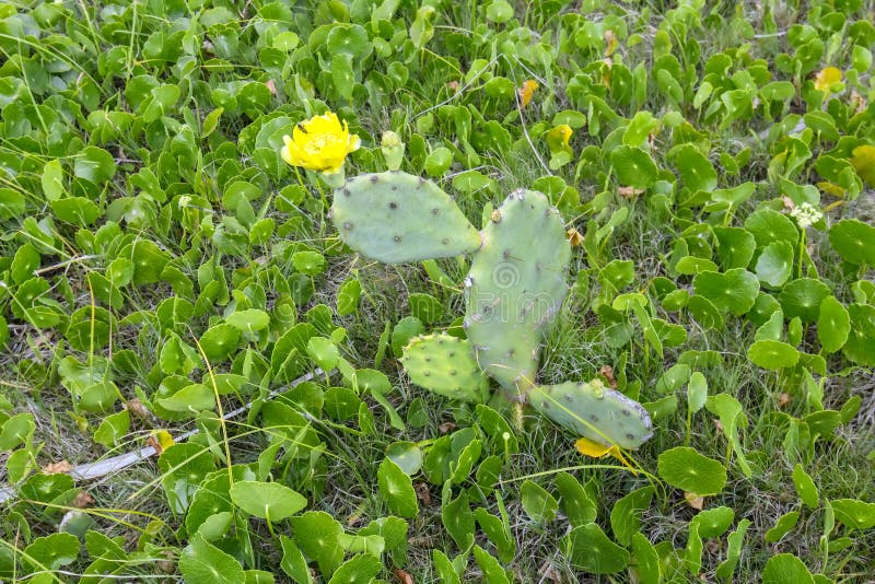 Cacto Comestível Do Opuntia Na Flor No Selvagem Foto de Stock - Imagem de  prado, colheita: 140245674