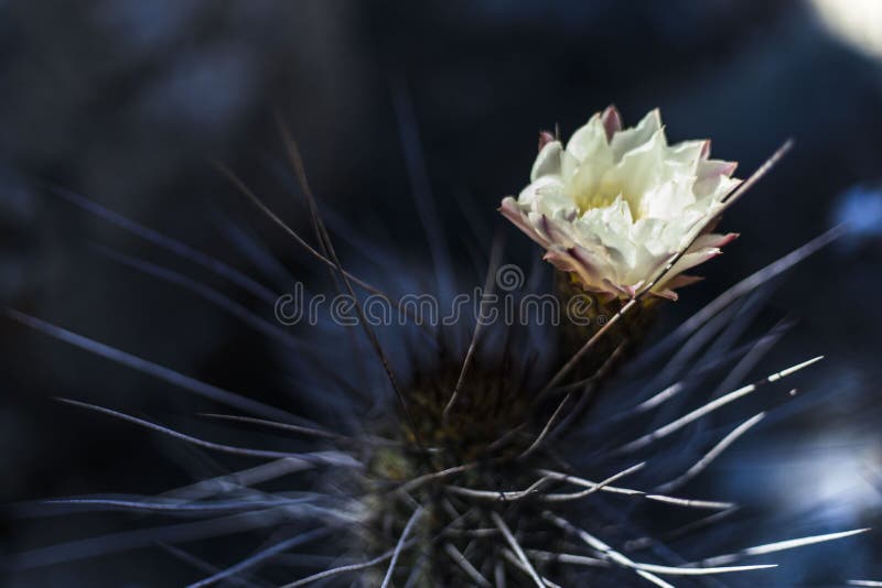 Cacto De Copiapoa Que Floresce Com Uma Flor Branca Agradável Durante a  Estação De Mola, Atacama, O Chile Imagem de Stock - Imagem de fenômeno,  rural: 121822487