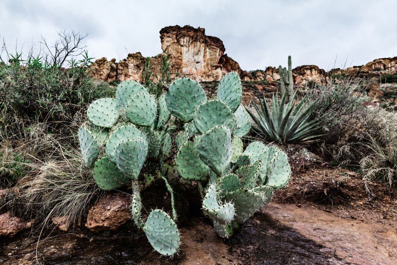 Cacto de pera espinhosa no deserto, paisagem no Arizona imagem de stock Cacto de pera espinhosa no deserto, paisagem no Arizona imagem de stock