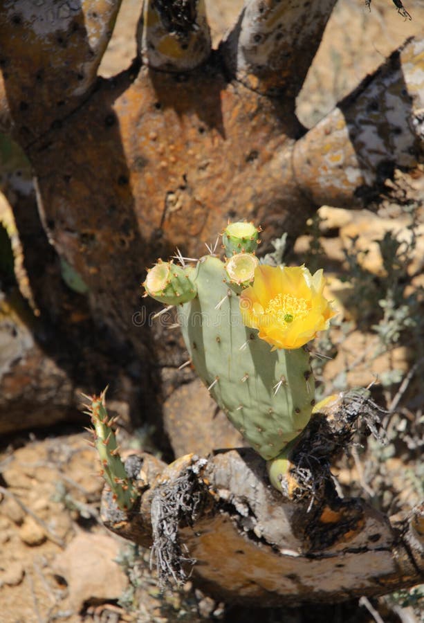 Cacto del desierto en la floración imagenes de archivo Cacto del desierto en la floración imagenes de archivo