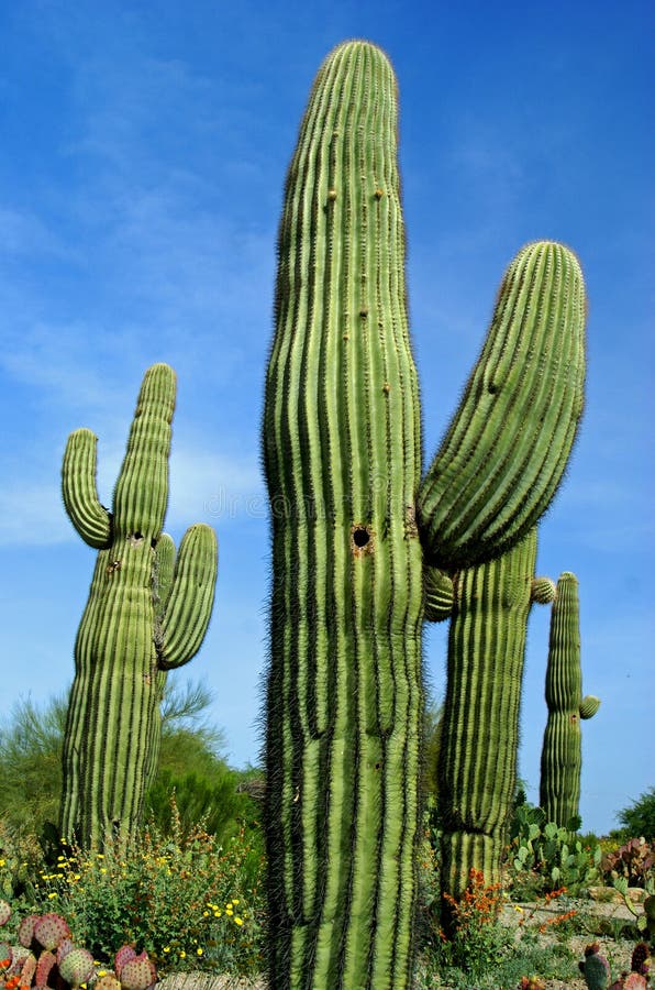 Cacto del Saguaro