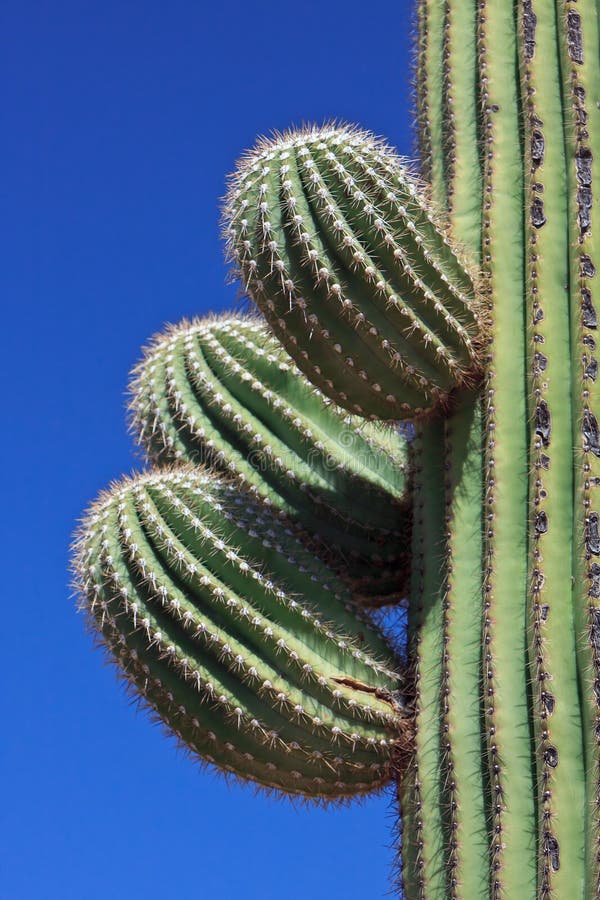 Cacto del Saguaro