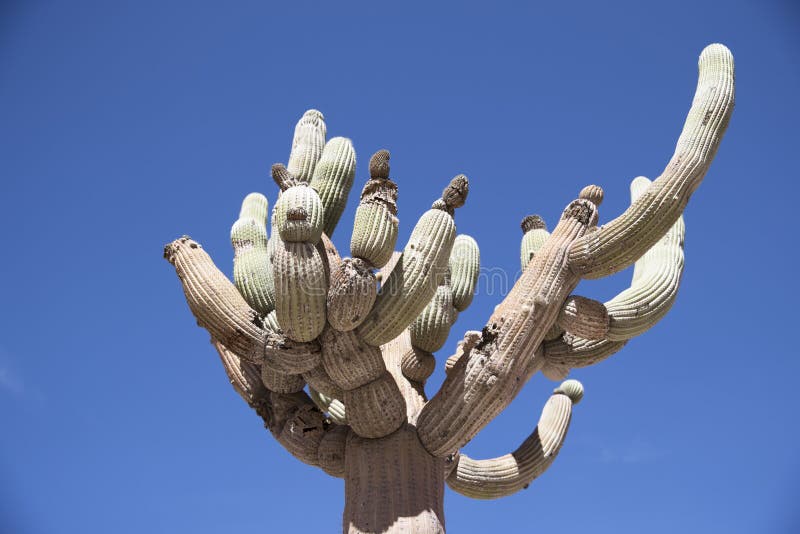 Cacto Do Candelabro No Pimentão Do Norte Imagem de Stock - Imagem de cacto,  montanhas: 111826609