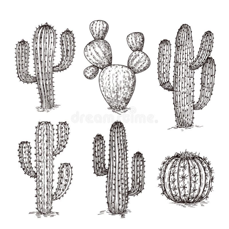 Cacto do esboço Cactos tirados mão do deserto Vintage que grava o grupo mexicano ocidental do vetor das plantas ilustração stock Cacto do esboço Cactos tirados mão do deserto Vintage que grava o grupo mexicano ocidental do vetor das plantas ilustração stock