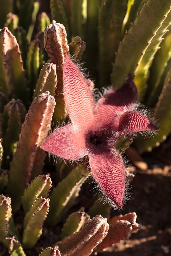 Cacto Do Gigantea Do Stapelia Foto de Stock - Imagem de planta, flor:  81439196