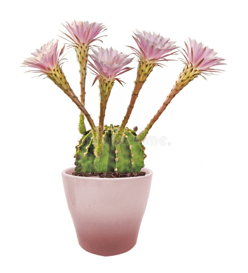 Cacto Do Lírio De Páscoa Com Flores Imagem de Stock - Imagem de fundo,  planta: 83355961