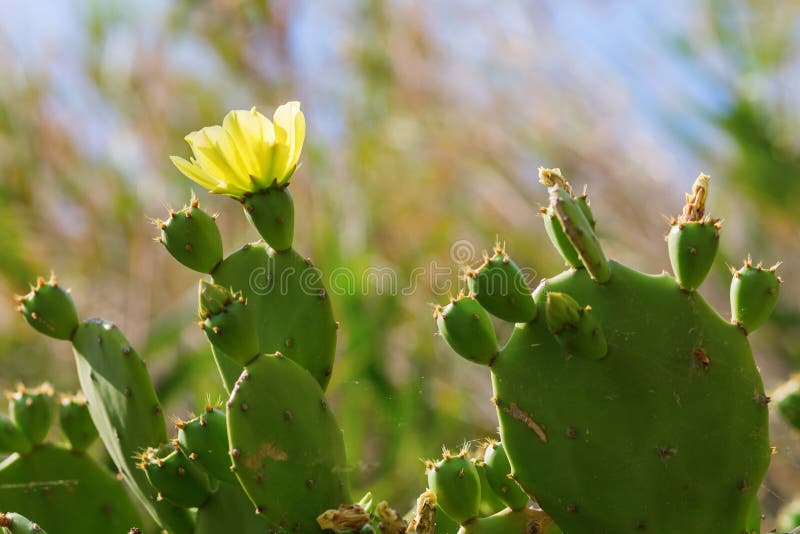 Cacto Do Opuntia Com Flor Amarela Foto de Stock - Imagem de espinhoso,  amarelo: 76062544