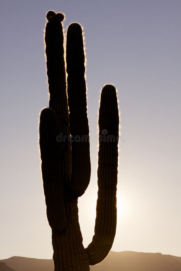 Cacto do Saguaro Backlit fotografia de stock royalty free Cacto do Saguaro Backlit fotografia de stock royalty free