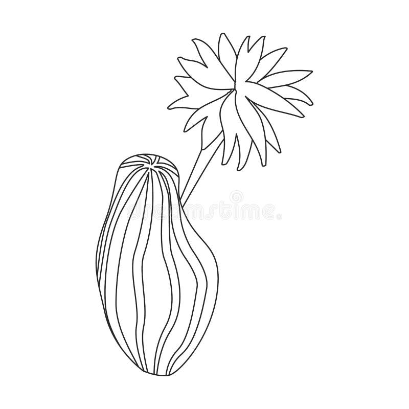 bonito dos desenhos animados doodle cacto linear com flores no deserto,  isolado no fundo branco. 5026934 Vetor no Vecteezy