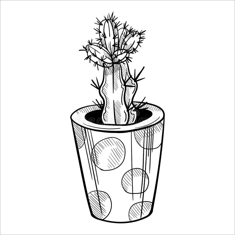 Conjunto De Cactos Em Bolbos De Flores. Desenho Desenhado à Mão Isolado Em  Branco Ilustração Stock - Ilustração de isolado, plantas: 253611264