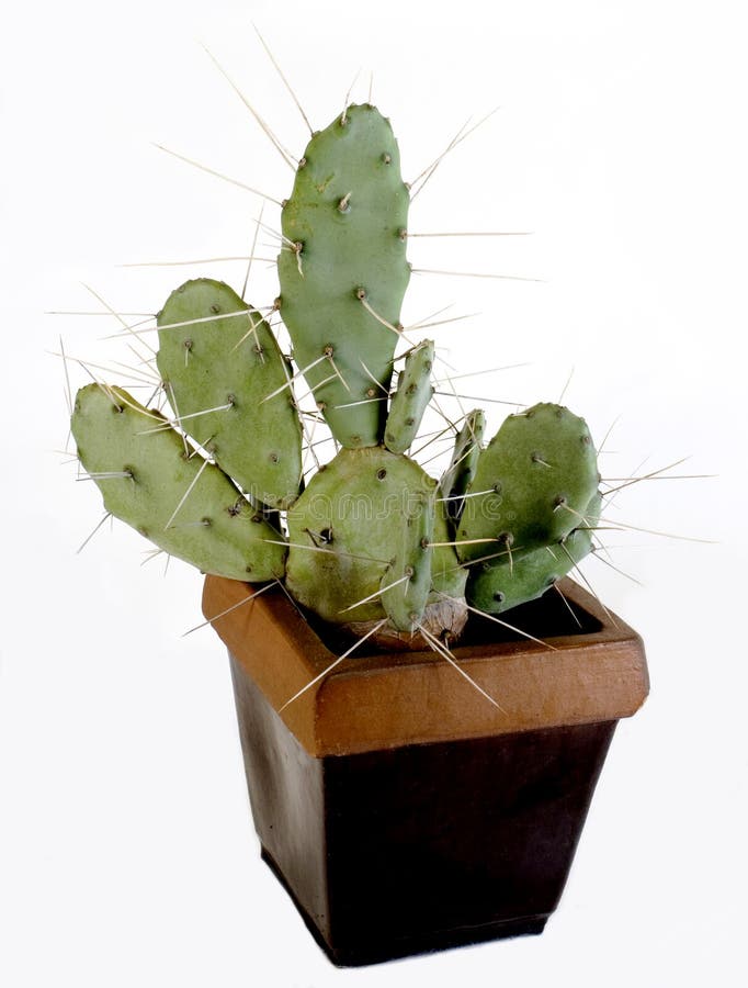 Very large, thorny Cactus in a planter. Very large, thorny Cactus in a planter