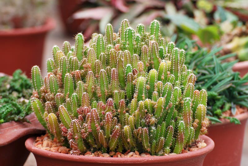 Cacto Fechado Ou Chame Cacto De Fada. Nome Científico é Acanthocereus  Tetragonus FaCada Castelo Esta Pequena Lentidão Foto de Stock - Imagem de  suculento, flora: 178036050