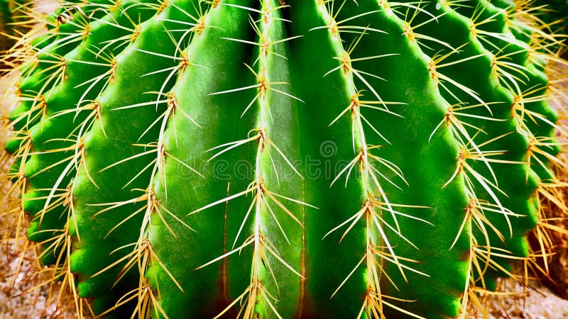 Cacto pontudo redondo verde fresco imagens de stock royalty free Cacto pontudo redondo verde fresco imagens de stock royalty free