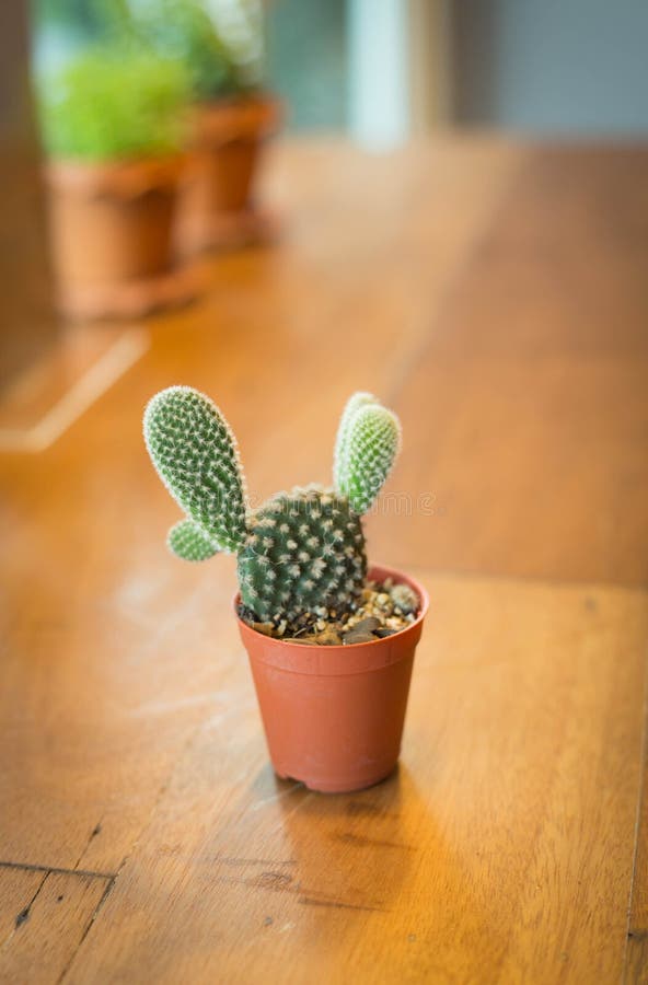 Cacto Potted imagem de stock Cacto Potted imagem de stock