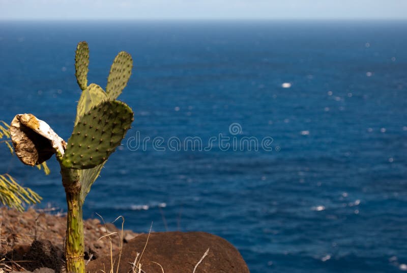 Cacto Sedento foto de stock
