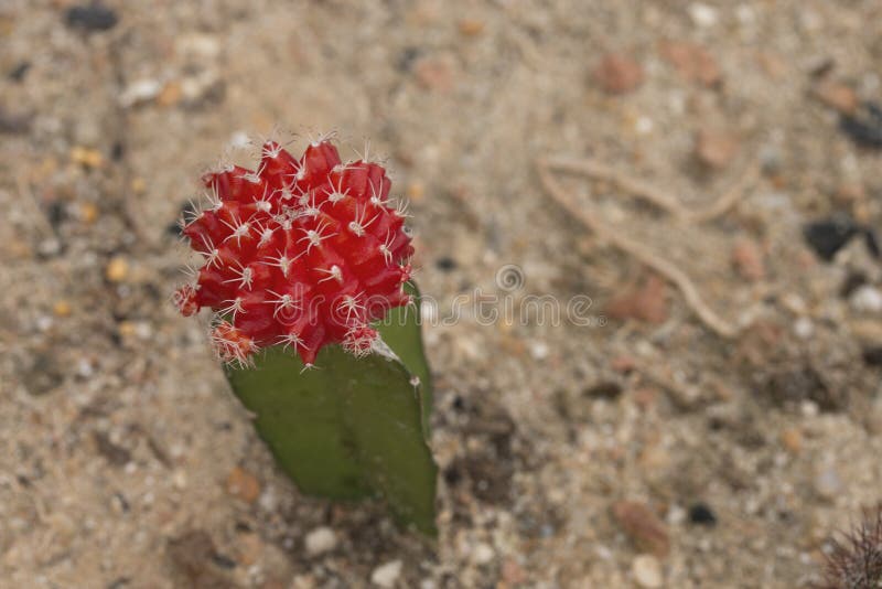 Cacto vermelho de florescência na areia imagem de stock royalty free Cacto vermelho de florescência na areia imagem de stock royalty free