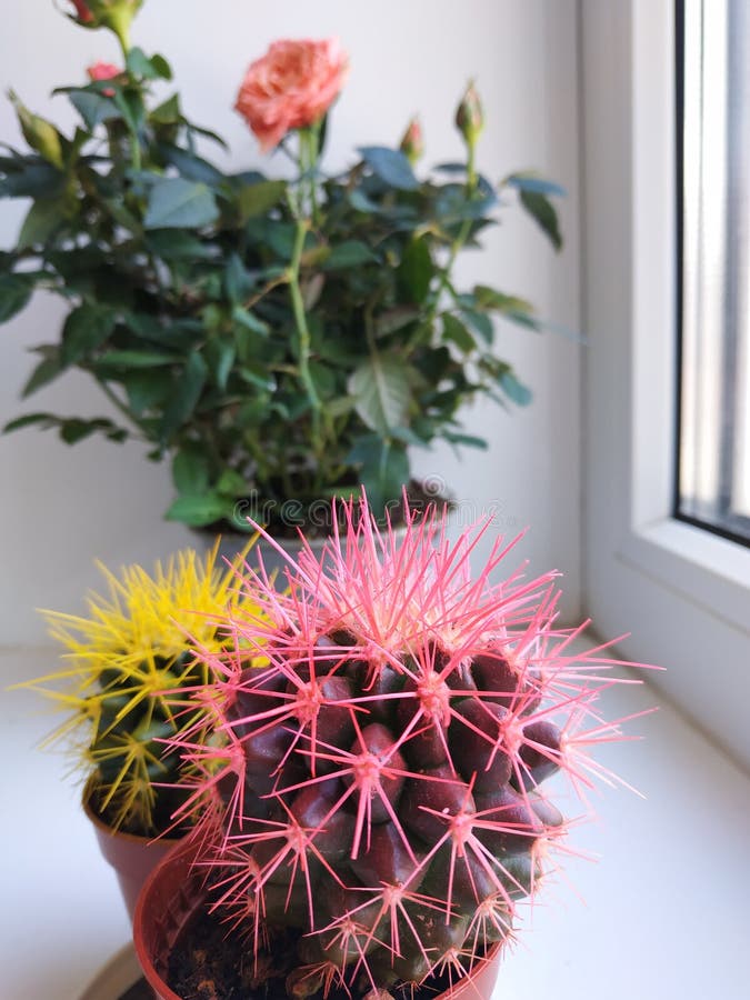 conjunto de cactos coloridos bonitos, vasos de plantas. coleção de