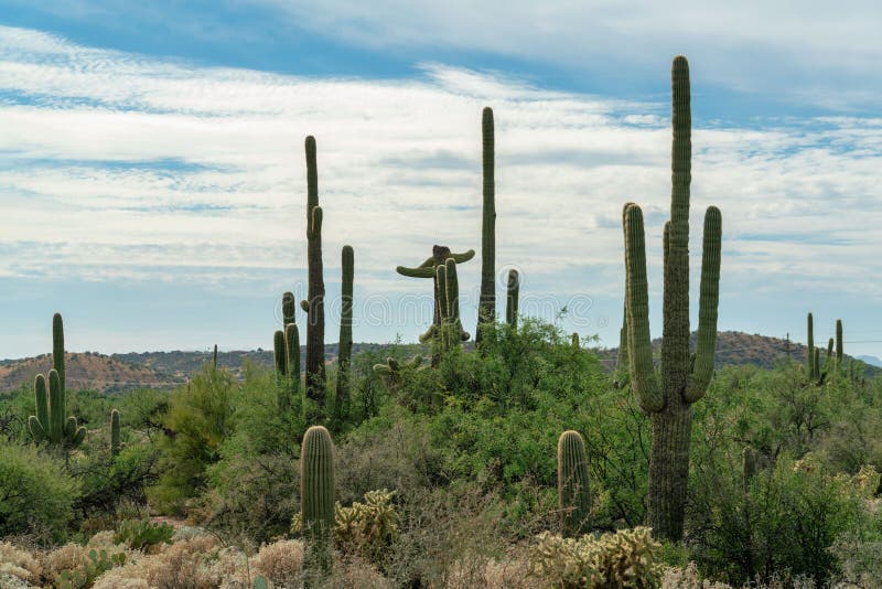 Planta cacto saguaro em fundo branco