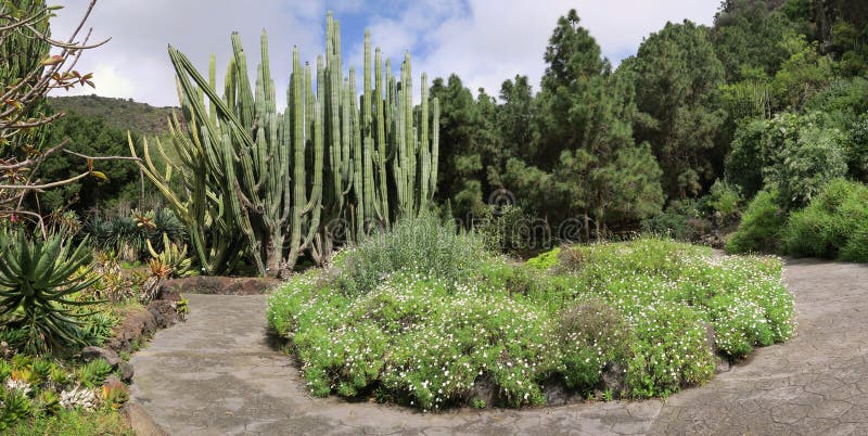 Cactos e árvores no jardim botânico do ¡ Nico Viera y Clavijo de JardÃn BotÃ na ilha de Gran Canaria
