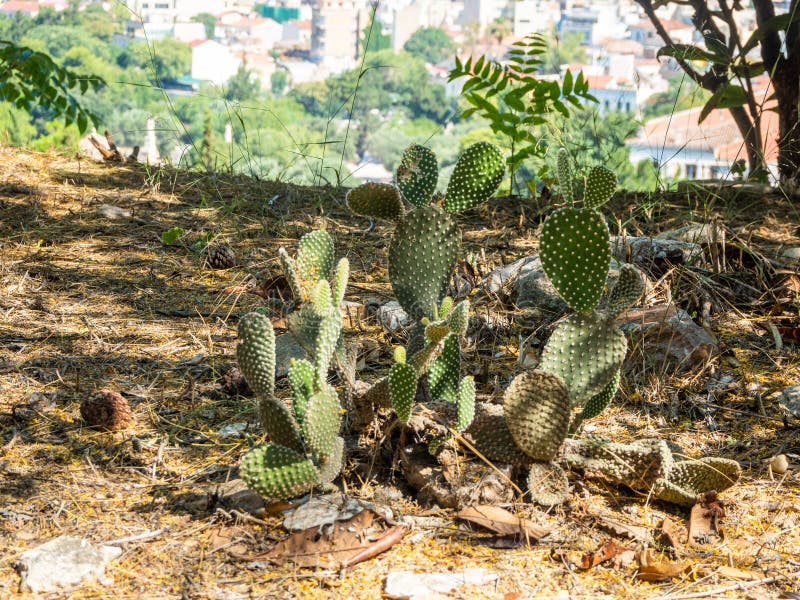 Cactos espinhosos verdes similares ?s estatuetas orelhudas de animais fabulosos, Gr?cia fotos de stock royalty free Cactos espinhosos verdes similares ?s estatuetas orelhudas de animais fabulosos, Gr?cia fotos de stock royalty free